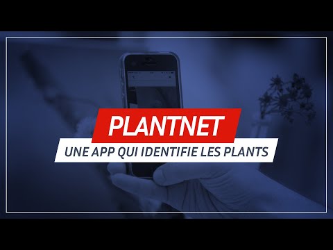 Plantnet : découvrez le nom d’une plante juste en la photographiant #4