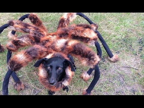 Une araignée-chien géante attaque les passants #2