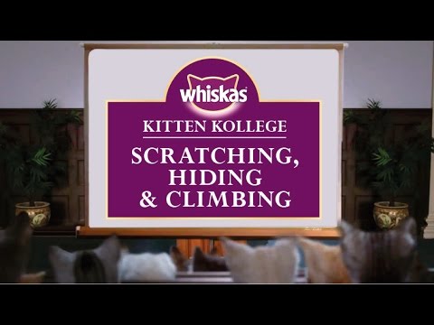 Kitten Kollege : une université pour les Chatons #12