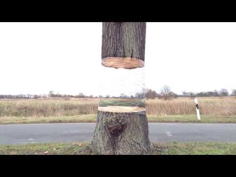 Une incroyable illusion d’optique avec un tronc d’arbre #5