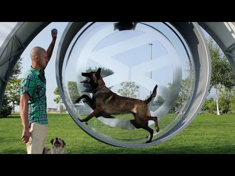 Cette roue pour chien Volkswagen recharge votre smartphone #2