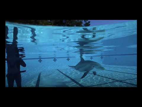 Ces dauphins-robots plus vrais que nature remplaceront bientôt les animaux des parcs aquatiques #2