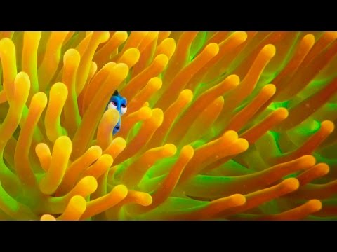 Le Monde de Dory : une nouvelle bande annonce #6