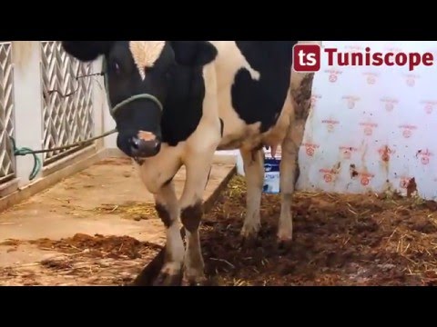 Grâce à un jeu mobile ce couple a gagné … une vache #2