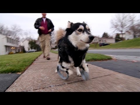 Impression 3D : ce chien handicapé se déplace à l’aide de prothèses sur-mesure #4