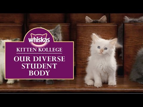 Kitten Kollege : une université pour les Chatons #4