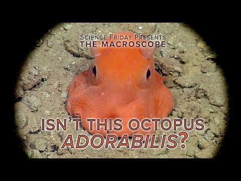 La découverte d’une adorable pieuvre fascine les scientifiques #2