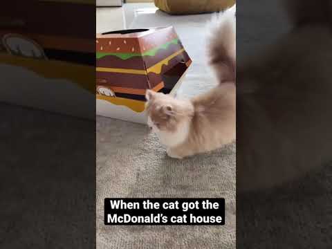 McDonald’s offre des niches pour chats en forme de boîtes à burger #2