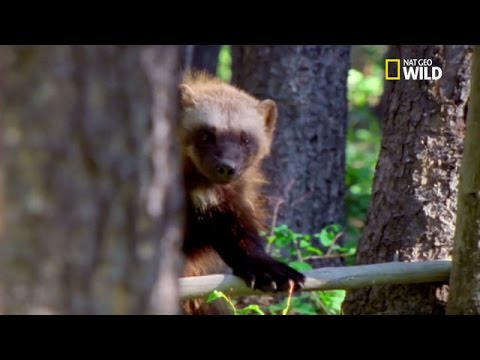 Wolverine : tout savoir sur l’animal qui a inspiré le super-héros #2